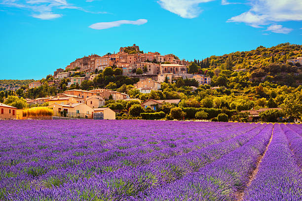 Champ de lavande en Provence